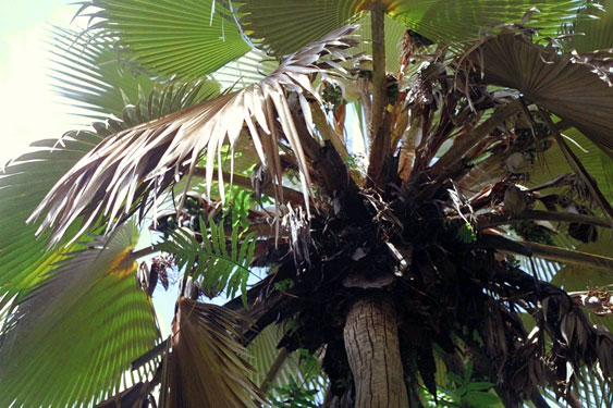 Pritchardia viscosa crown with inflorescences