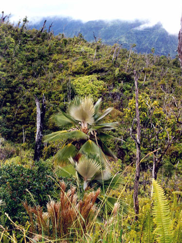 Pritchardia viscosa habitat