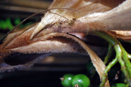 Pritchardia viscosa, Densely wooly, tan peduncular bracts