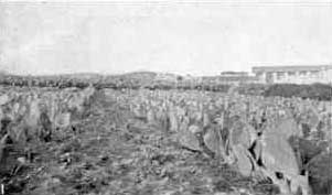 Spineless Cactus in Tunis