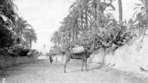 Spineless Cactus of Tripoli