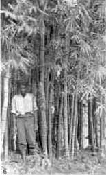 Giant Bamboo