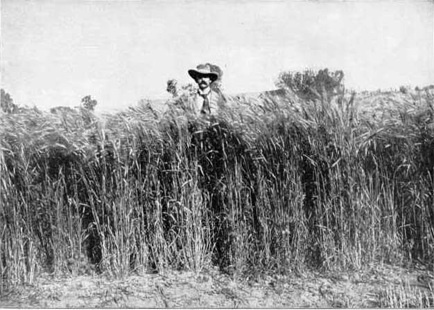 Durum Wheat Field