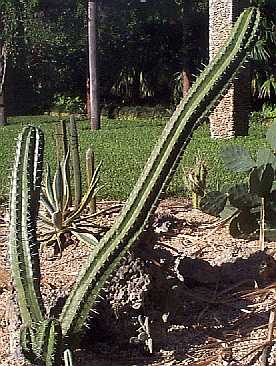 tree type cactus
