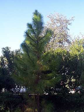 tree type conifer