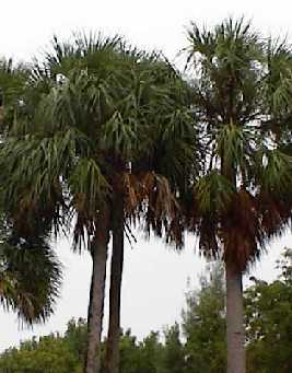 tree type palm