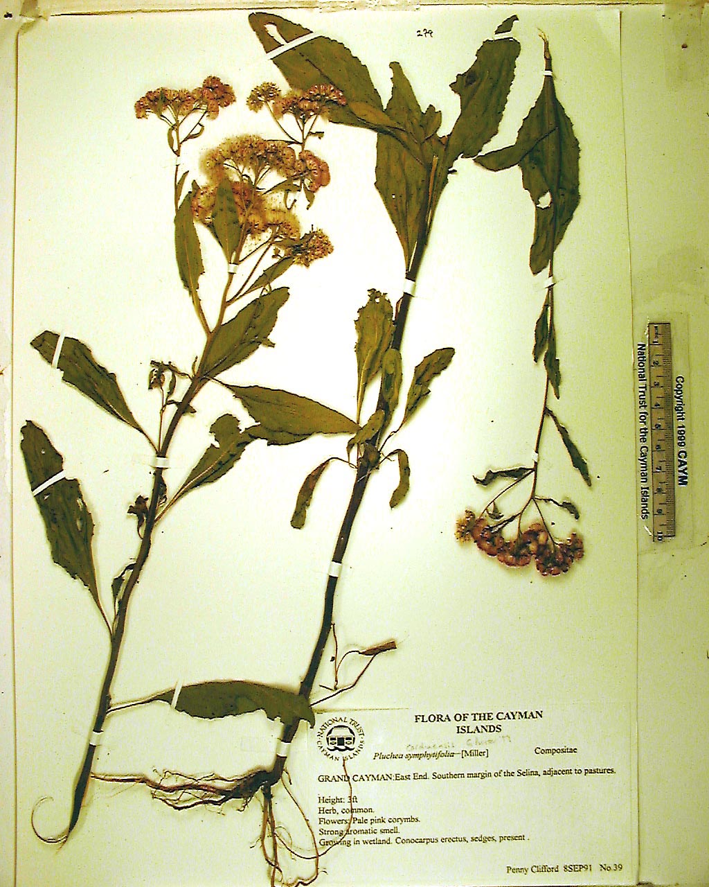 ハーバリウム〜279〜